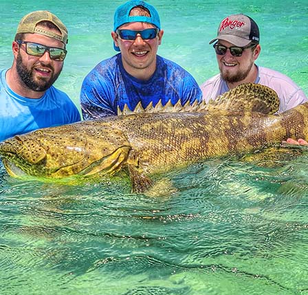 goliath grouper key west